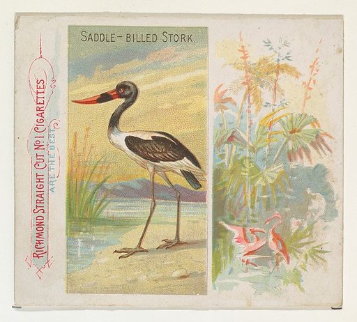 Saddle-Billed Stork, from Birds of the Tropics series (N38) for Allen & Ginter Cigarettes