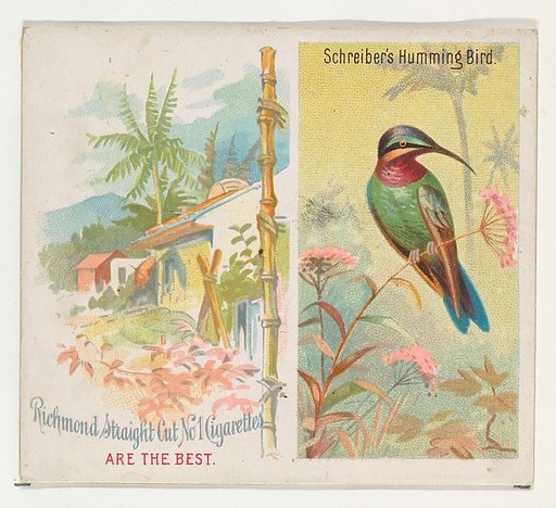 Schreiber's Hummingbird, from Birds of the Tropics series (N38) for Allen & Ginter Cigarettes