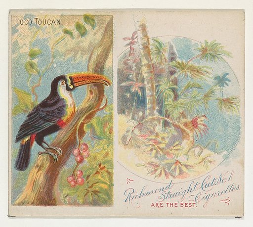Toco Toucan, from Birds of the Tropics series (N38) for Allen & Ginter Cigarettes