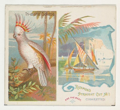 Tri-colored Cockatoo, from Birds of the Tropics series (N38) for Allen & Ginter Cigarettes