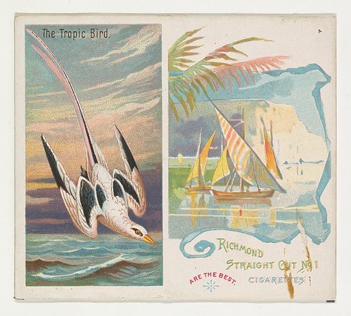 The Tropic Bird, from Birds of the Tropics series (N38) for Allen & Ginter Cigarettes