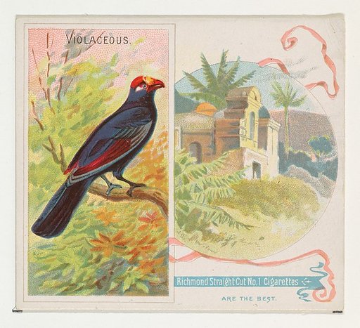 Violaceous, from Birds of the Tropics series (N38) for Allen & Ginter Cigarettes
