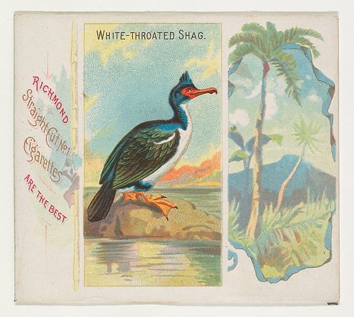 White-Throated Shag, from Birds of the Tropics series (N38) for Allen & Ginter Cigarettes