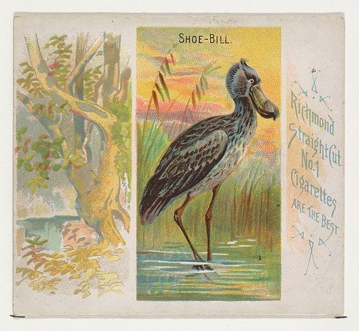 Shoe-Bill, from Birds of the Tropics series (N38) for Allen & Ginter Cigarettes