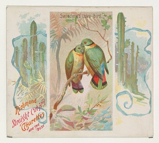 Swintern's Love-bird, from Birds of the Tropics series (N38) for Allen & Ginter Cigarettes