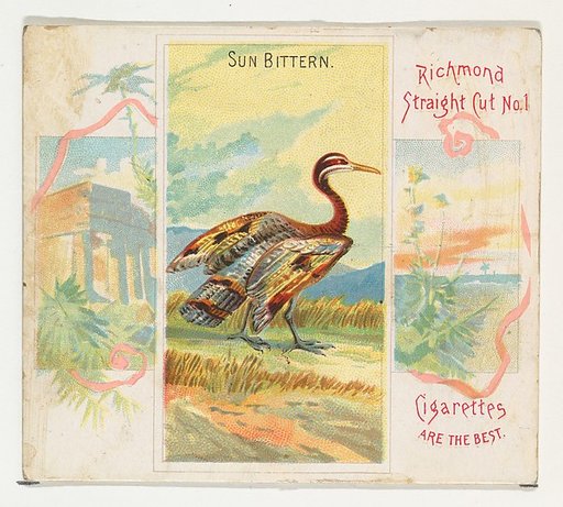 Sun Bittern, from Birds of the Tropics series (N38) for Allen & Ginter Cigarettes