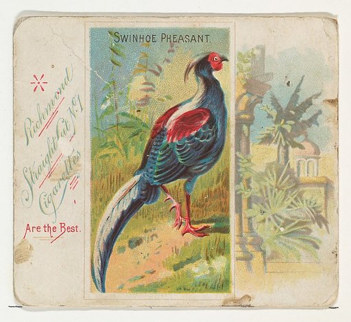 Swinhoe Pheasant, from Birds of the Tropics series (N38) for Allen & Ginter Cigarettes