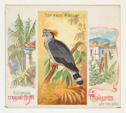 Top Knot Pigeon, from Birds of the Tropics series (N38) for Allen & Ginter Cigarettes