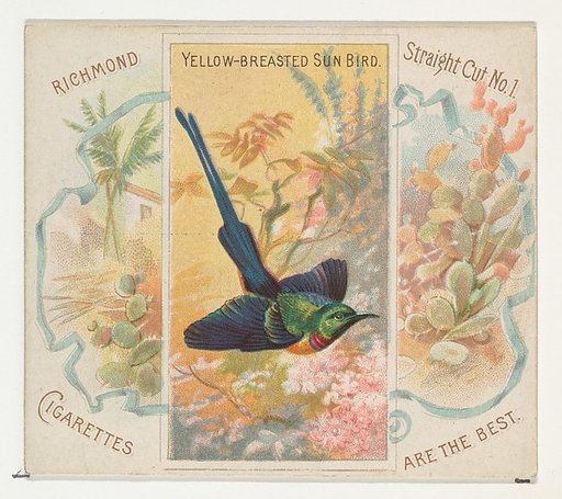 Yellow-Breasted Sun Bird, from Birds of the Tropics series (N38) for Allen & Ginter Cigarettes