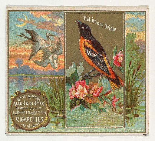 Baltimore Oriole, from the Birds of America series (N37) for Allen & Ginter Cigarettes
