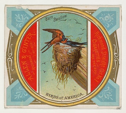 Barn Swallow, from the Birds of America series (N37) for Allen & Ginter Cigarettes