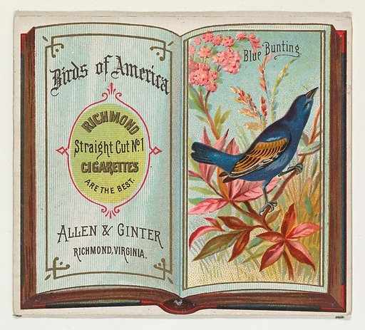 Blue Bunting, from the Birds of America series (N37) for Allen & Ginter Cigarettes