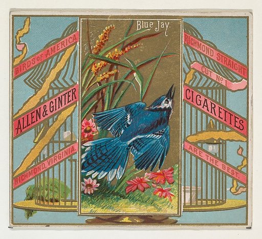 Blue Jay, from the Birds of America series (N37) for Allen & Ginter Cigarettes