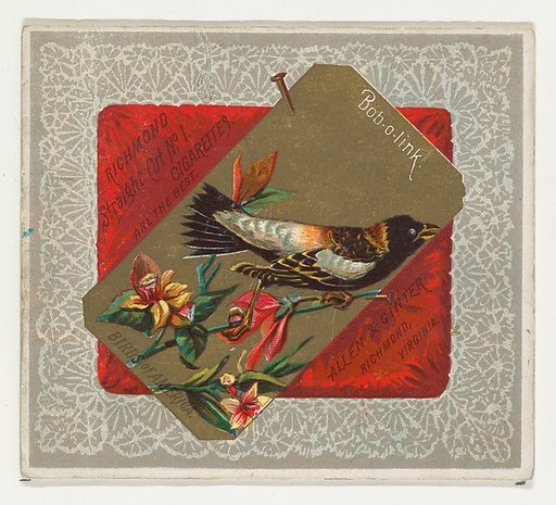 Bob-o-link, from the Birds of America series (N37) for Allen & Ginter Cigarettes