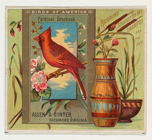 Cardinal Grosbeak, from the Birds of America series (N37) for Allen & Ginter Cigarettes