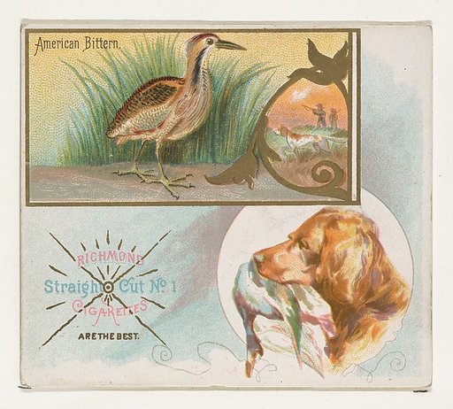 American Bittern, from the Game Birds series (N40) for Allen & Ginter Cigarettes