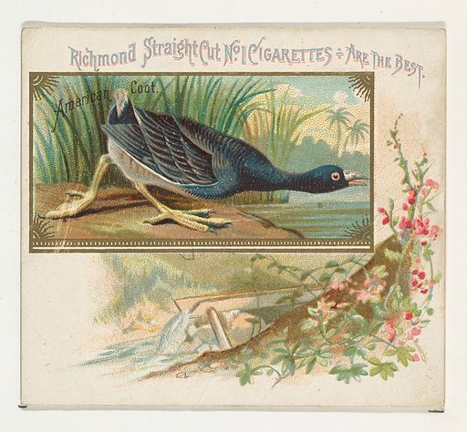 American Coot, from the Game Birds series (N40) for Allen & Ginter Cigarettes
