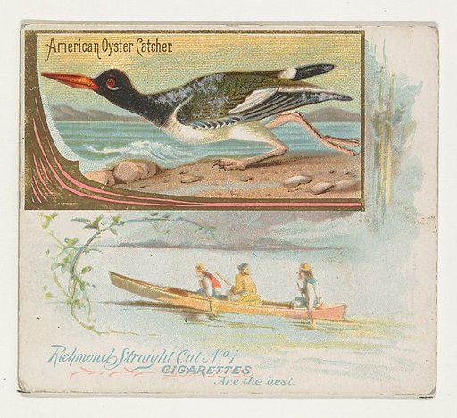 American Oyster Catcher, from the Game Birds series (N40) for Allen & Ginter Cigarettes