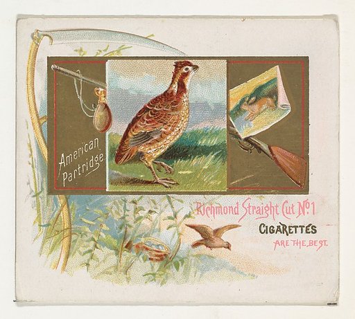 American Partridge, from the Game Birds series (N40) for Allen & Ginter Cigarettes