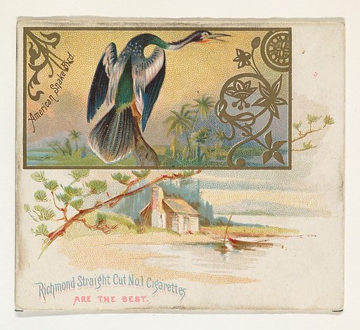 American Snake Bird, from the Game Birds series (N40) for Allen & Ginter Cigarettes