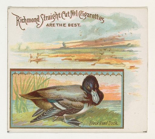 Black Head Duck, from the Game Birds series (N40) for Allen & Ginter Cigarettes