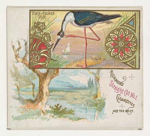 Black-necked Stilt, from the Game Birds series (N40) for Allen & Ginter Cigarettes
