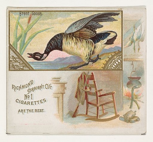 Brent Goose, from the Game Birds series (N40) for Allen & Ginter Cigarettes