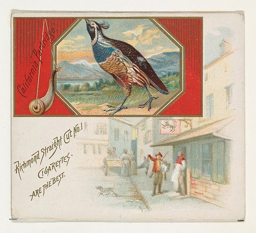 California Partridge, from the Game Birds series (N40) for Allen & Ginter Cigarettes
