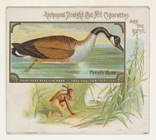 Canada Goose, from the Game Birds series (N40) for Allen & Ginter Cigarettes