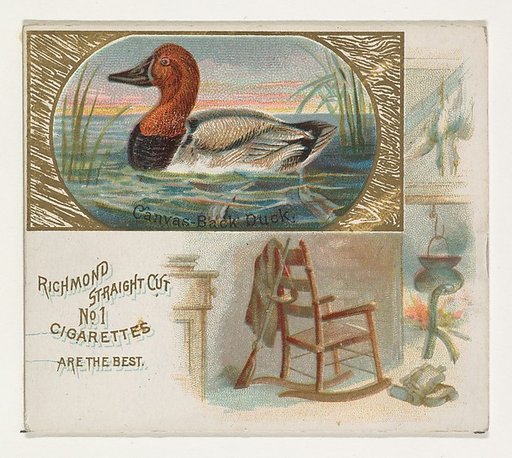 Canvas-Back Duck, from the Game Birds series (N40) for Allen & Ginter Cigarettes