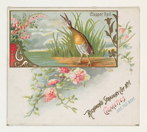 Clapper Rail, from the Game Birds series (N40) for Allen & Ginter Cigarettes