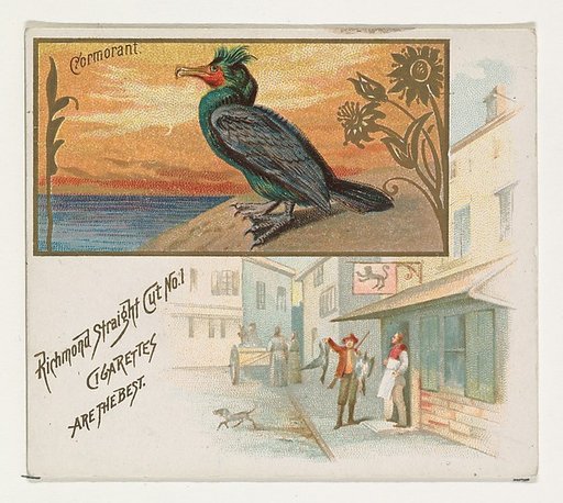 Cormorant, from the Game Birds series (N40) for Allen & Ginter Cigarettes