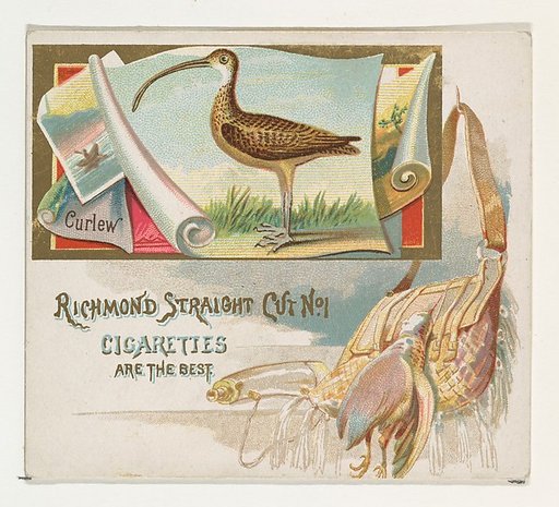 Curlew, from the Game Birds series (N40) for Allen & Ginter Cigarettes