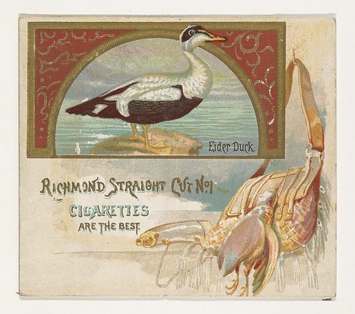 Eider Duck, from the Game Birds series (N40) for Allen & Ginter Cigarettes