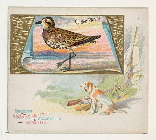 Golden Plover, from the Game Birds series (N40) for Allen & Ginter Cigarettes