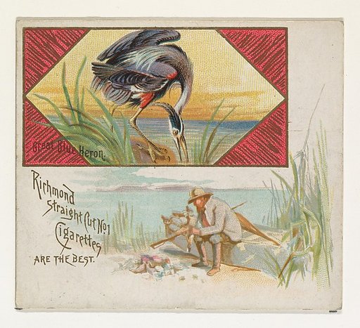 Great Blue Heron, from the Game Birds series (N40) for Allen & Ginter Cigarettes