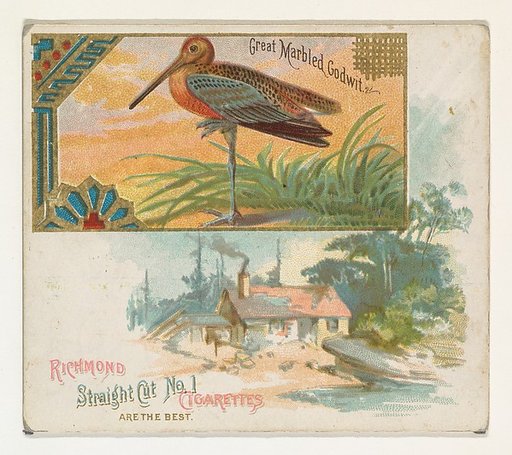 Great Marbled Godwit, from the Game Birds series (N40) for Allen & Ginter Cigarettes