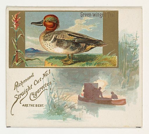 Green-winged Teal, from the Game Birds series (N40) for Allen & Ginter Cigarettes