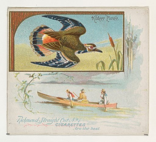 Kildeer Plover, from the Game Birds series (N40) for Allen & Ginter Cigarettes