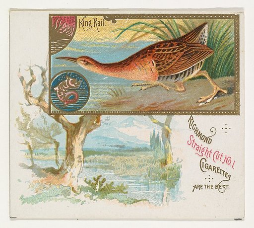 King Rail, from the Game Birds series (N40) for Allen & Ginter Cigarettes