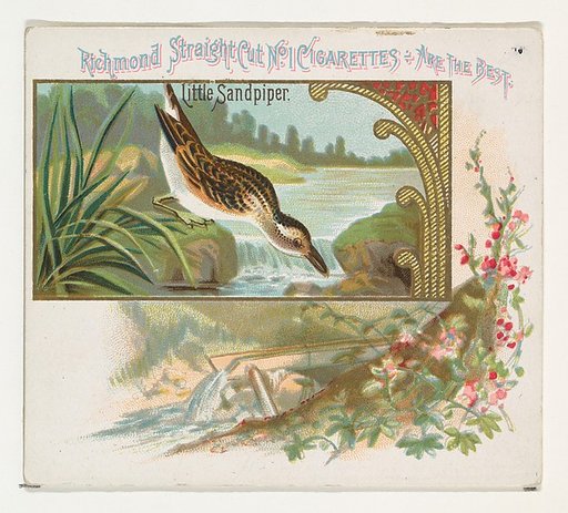 Little Sandpiper, from the Game Birds series (N40) for Allen & Ginter Cigarettes