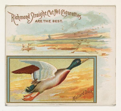Mallard Duck, from the Game Birds series (N40) for Allen & Ginter Cigarettes