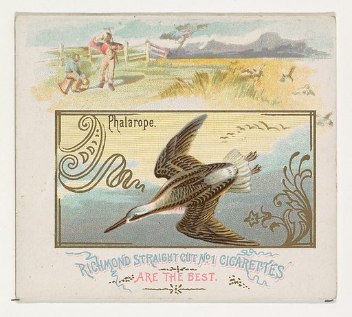 Phalarope, from the Game Birds series (N40) for Allen & Ginter Cigarettes