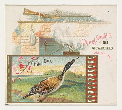 Pintail Duck, from the Game Birds series (N40) for Allen & Ginter Cigarettes