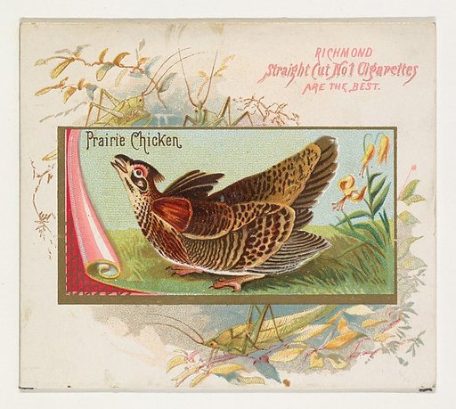 Prairie Chicken, from the Game Birds series (N40) for Allen & Ginter Cigarettes