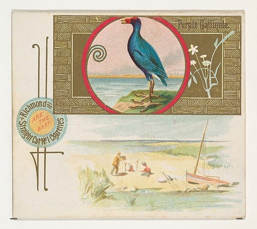 Purple Gallinule, from the Game Birds series (N40) for Allen & Ginter Cigarettes