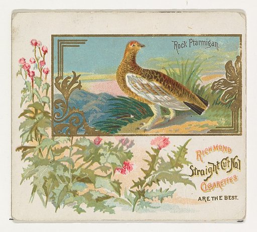 Rock Ptarmigan, from the Game Birds series (N40) for Allen & Ginter Cigarettes