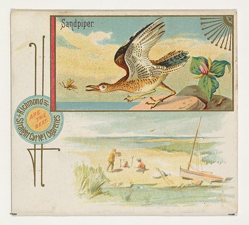 Sandpiper, from the Game Birds series (N40) for Allen & Ginter Cigarettes