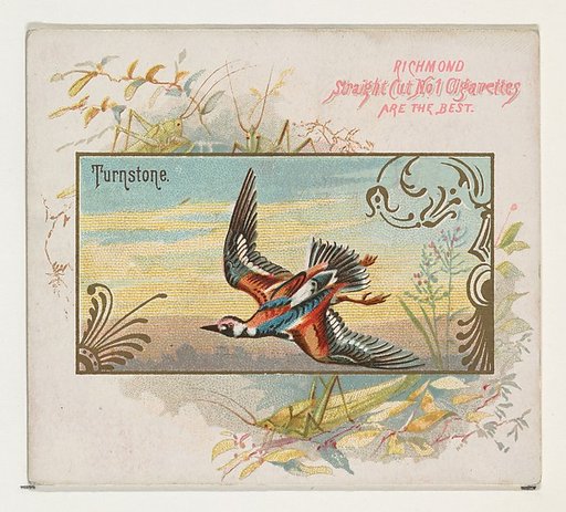 Turnstone, from the Game Birds series (N40) for Allen & Ginter Cigarettes