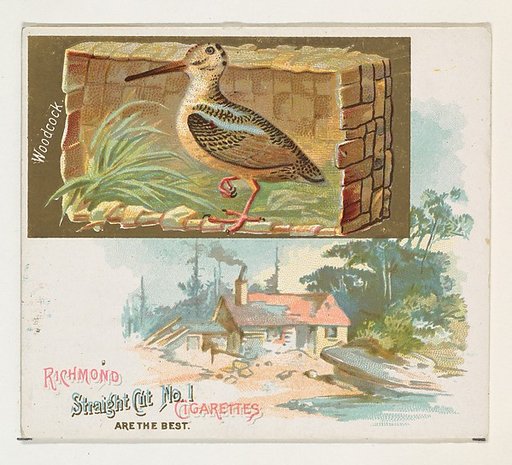 Woodcock, from the Game Birds series (N40) for Allen & Ginter Cigarettes